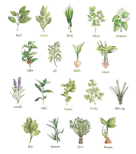 Kitchen Herbs Wall Art Botanical Herb Set Of Watercolor Painting