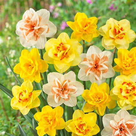 Daffodil Double Mix Order Daffodil Bulbs Online Bulbs Direct Nz