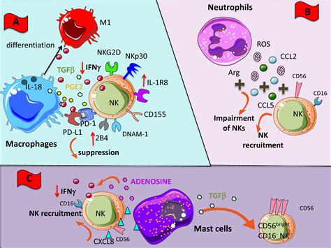 Cancers Free Full Text Natural Killer Cells As Key Players Of Tumor