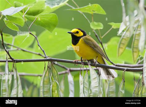 Warbler In Redbud Hi Res Stock Photography And Images Alamy