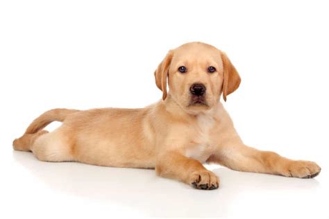 Can Labrador Retrievers Be Guard Dogs