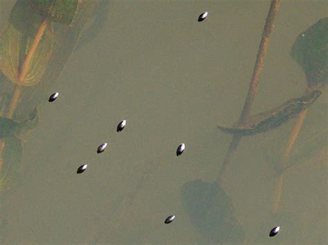 Мормышка «кобра»