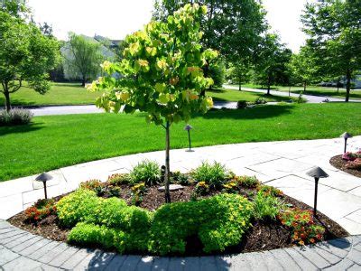 Types Of Dwarf Pine Trees For Landscaping — Randolph Indoor and Outdoor ...