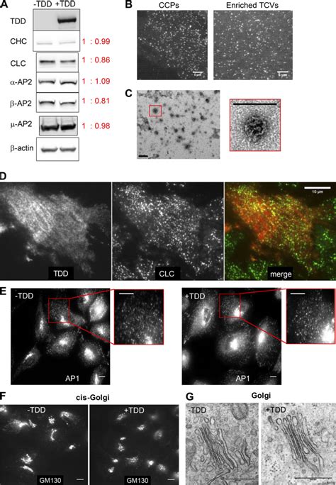 Effect Of Tdd Expression On Endogenous Protein Expression