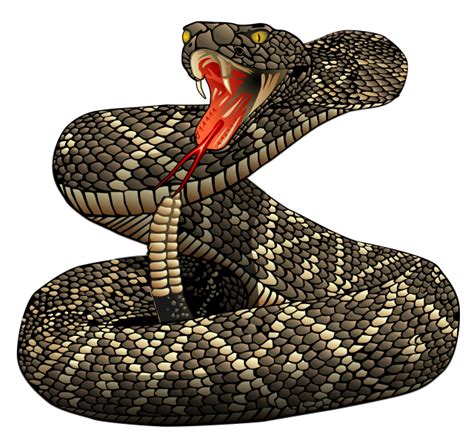 Rattlesnake Png File Transparent Hq Png Download Freepngimg