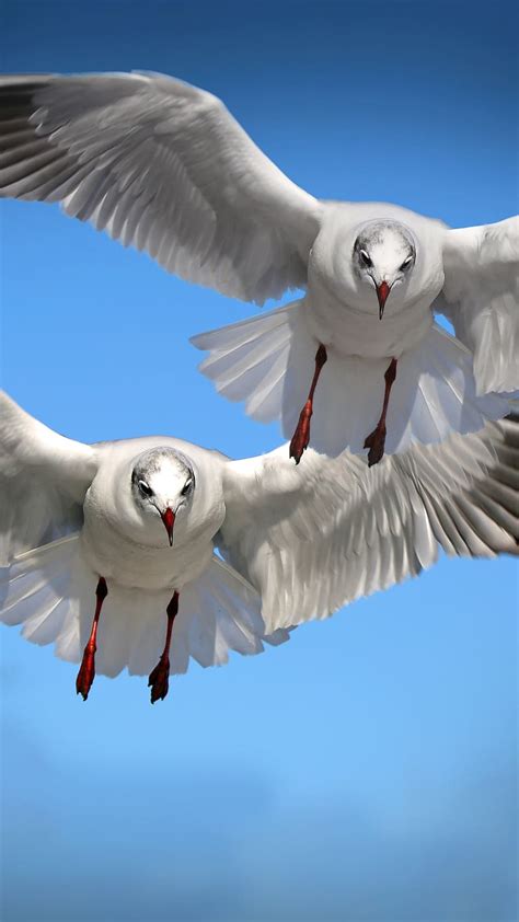 4k Free Download Two White Birds Flying Birds Flying Gull Bird Two