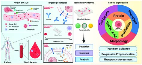 Schematic Illustration Of Circulating Tumor Cells Ctcs Invasion In