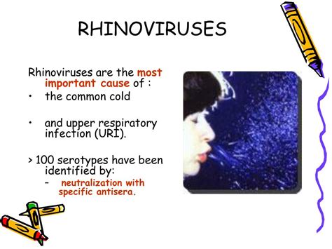 PPT - Genus Rhinoviruses PowerPoint Presentation, free download - ID ...