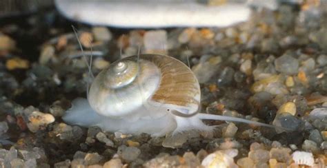 Molluscs Natural History Museum