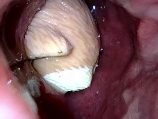 Meerkat Toy Lounging In My Guts Pornhub Gay