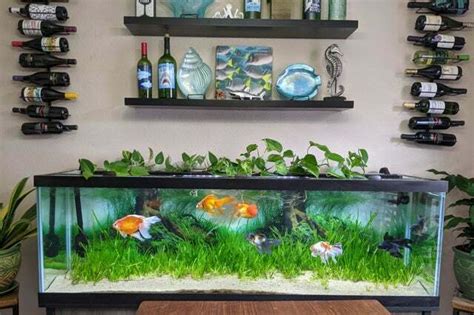 Dive Into The Deep End: Setting Up Your 125 Gallon Goldfish Tank ...