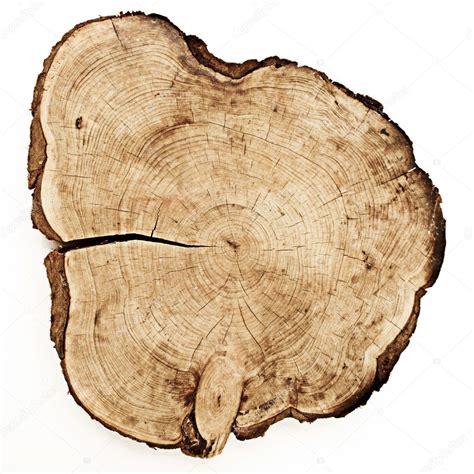 Tree trunk cut — Stock Photo © DenisFesenko #5731575