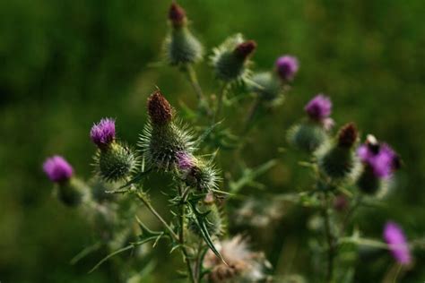 Besplatna slika oštar i divlji ljeto cvijet flora priroda čičak vrt