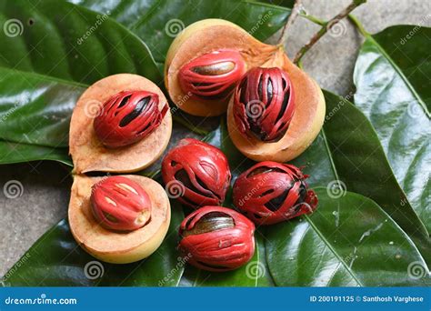 nutmeg tree  kerala
