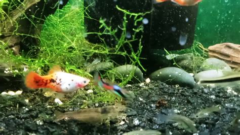 Platy Fry With Redtail Dalmation Genes Youtube