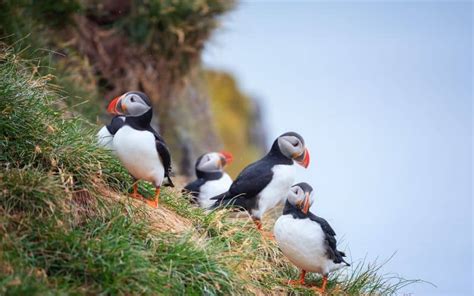 The 5 Best Puffin Tours in Reykjavik Iceland [2024]