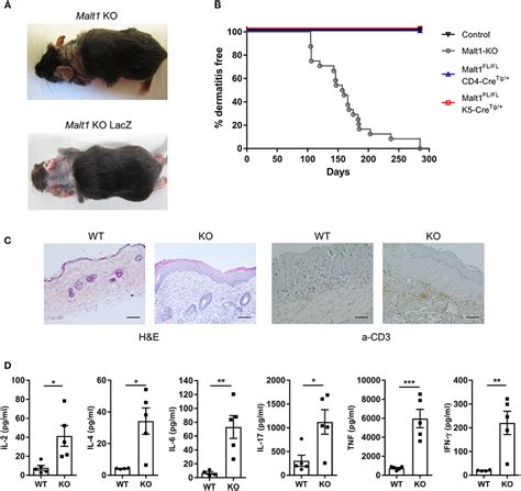 Frontiers MALT1 Deficient Mice Develop Atopic Like Dermatitis Upon Aging