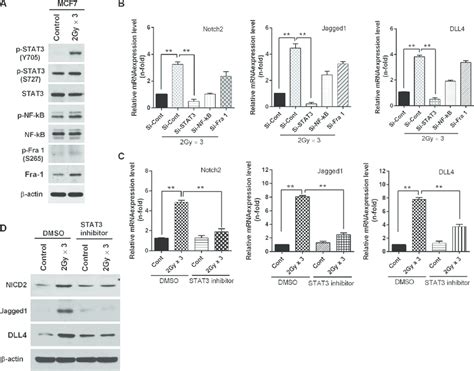 Fractionated Radiation Up Regulates Notch Signaling Through Activation