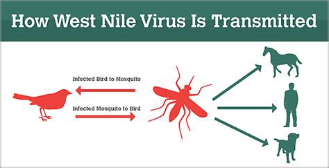 West Nile fever: Health Ministry reviews Kerala's preparedness ...