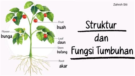 Struktur Dan Fungsi Bagian Tumbuhan The Best Porn Website