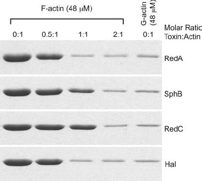 Actin Filament Severing Activity Of Marine Macrolide Toxins One