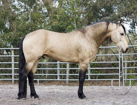 Buttermilk Buckskin Mustang Horse - 120 Brilliant Buckskin Horse Names ...