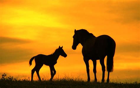 Wild Horses Wallpapers - Top Free Wild Horses Backgrounds - WallpaperAccess