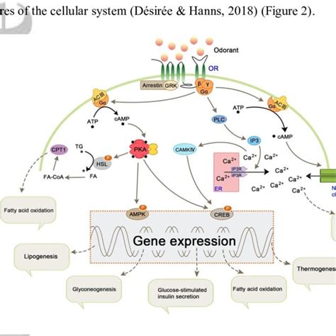 Signaling Pathways Of Ectopic Ors Regulating Glucose And Lipid