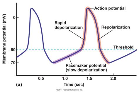 Generators And Conductors Of Impulses In The Heart Refractory