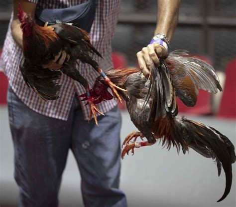 No hay marcha atrás las peleas de gallos serán ilegales a partir de