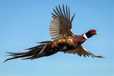 Ringneck Pheasants Flying