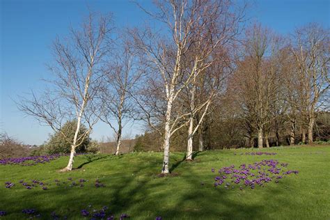 7 Dwarf Birch Trees That Are Perfect For Landscaping