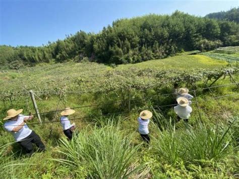 【青年干部“四下基层”实践锻炼】笃行致远谋发展 凝心聚力促振兴澎湃号·政务澎湃新闻 The Paper