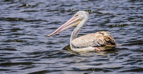 Safari Di Giorni Al Masai Mara E Al Lago Nakuru Con I Big