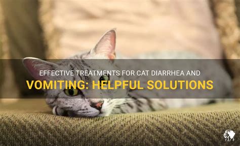 Effective Treatments For Cat Diarrhea And Vomiting Helpful Solutions