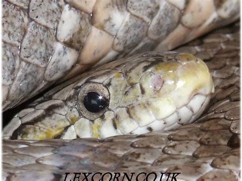 Anery Charcoal Cornsnake Ians Vivarium