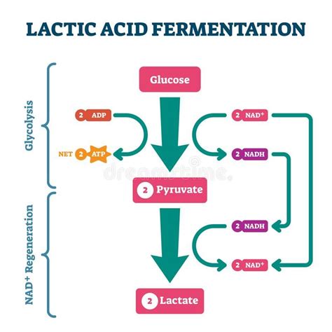 Lactic Acid Fermentation Process Diagram