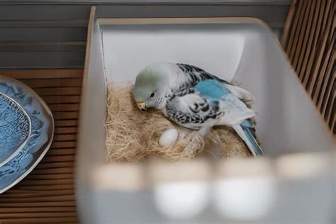 Will a Parakeet Sit on Unfertilized Eggs - Petsmopolitan