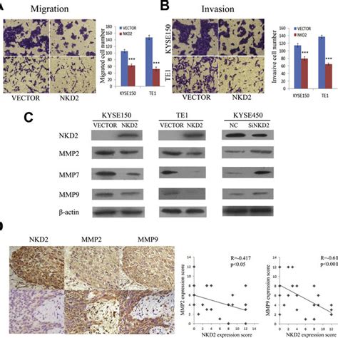 Restoration Of Naked Cuticle Homolog Nkd Expression Inhibits Cell