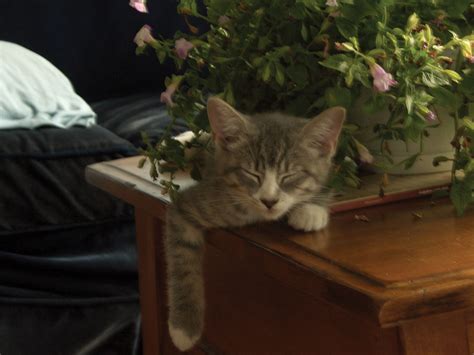 Precious Pussy Of The Month And His Magnificent Mommy GO Magazine