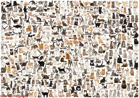 A cat a day 01 photo WP50077