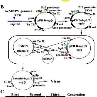 Generation Of The Recombinant AcMNPV Iap1 2 Egfp A Diagram Of BIRs