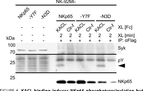 Figure From The Activating C Type Lectin Like Receptor Nkp Signals