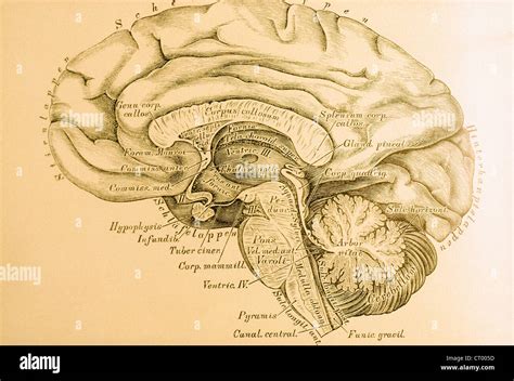 Anatomia Del Cervello Della Ghiandola Pineale Immagini E Fotografie