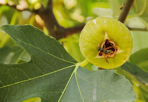 Figs Wasps How Are Figs Pollinated Foodunfolded