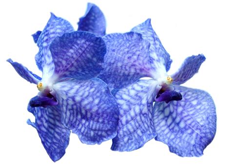 Blue Orchid Free Photo Download | FreeImages