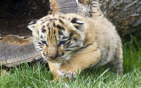 Iages Cute Tiger Cubs Wallpapers Hd : Wallpapers13.com