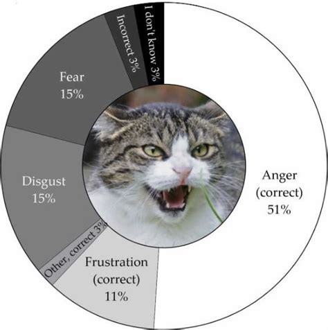 Cat Owners’ Perceptions of Feline Emotions | PIM MARTENS