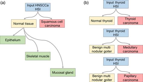 Tissue Classification Scheme A For Classification Of The Hnscca