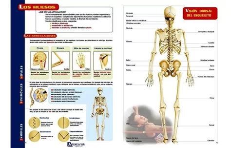 Guía Visual Del Cuerpo Humano Anatomía Y Funciones Mebuscar Argentina